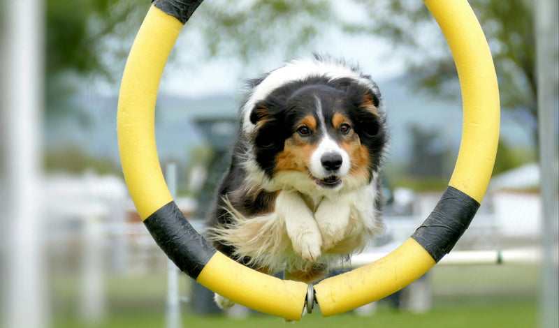 Dog Training & Agility