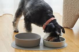 Dog Bowls & Feeding Accessories