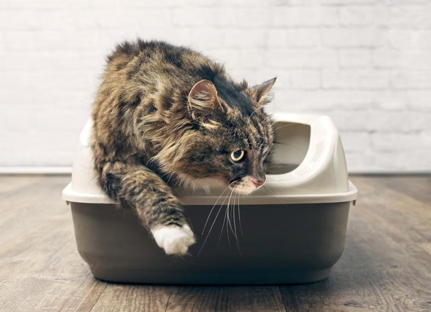 Cat Litter, Trays & Accessories