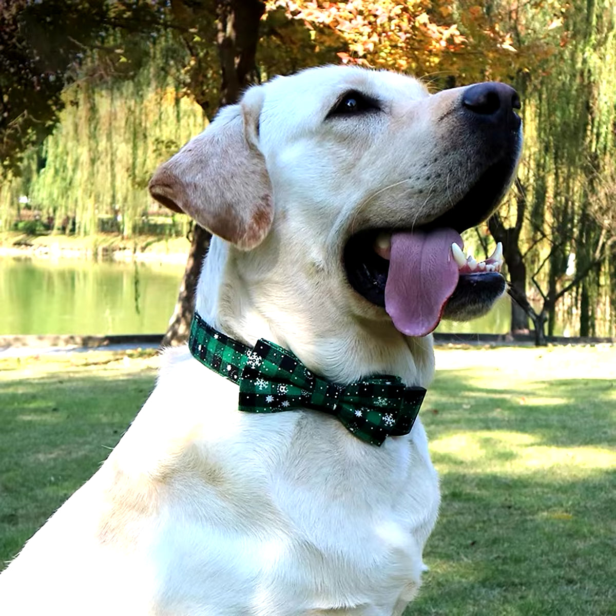 Christmas Dog Collar – Festive, Adjustable & Adorable!