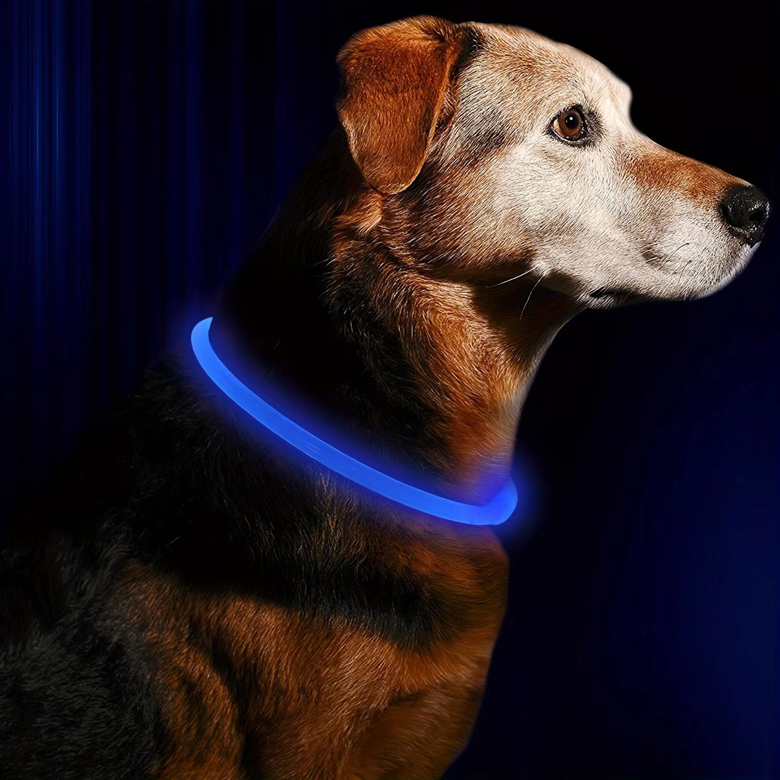 LED Dog Collar – Rechargeable Glow Night Safety Collar for Dogs